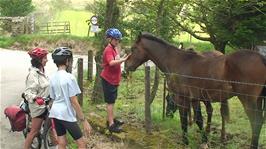 Friendly horses at Fangs Brow Farm, 7.4 miles from the hostel
